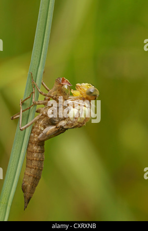 Südlichen Hawker oder blaue Darner (Aeshna Cyanea), Libelle, die entstehende Larve, Bad Hersfeld, Hessen Stockfoto