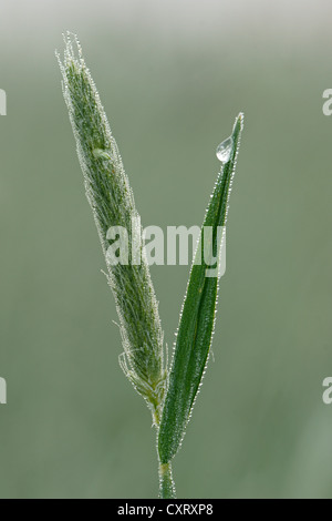 Wiesen-Fuchsschwanz (Alopecurus Pratensis), Bad Hersfeld, Hessen Stockfoto