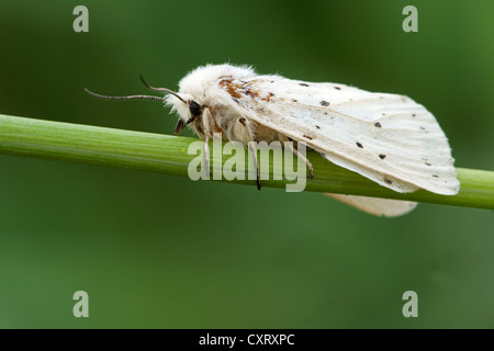 Weiße Hermelin oder Tiger Moth (Spilarctia Lubricipeda Syn Spilosoma), Weiblich, Bad Hersfeld, Hessen, Deutschland, Europa Stockfoto