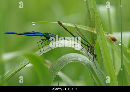 Banded Demoiselles (Calopteryx Splendens), paar, Bad Hersfeld, Hessen, Deutschland, Europa Stockfoto