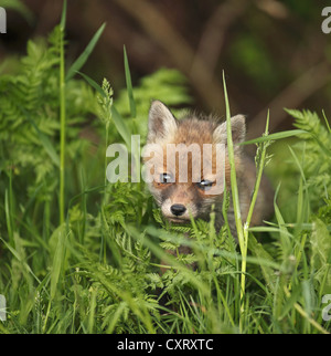 Rotfuchs (Vulpes Vulpes), Kit, Bad Hersfeld, Hessen, Deutschland, Europa Stockfoto