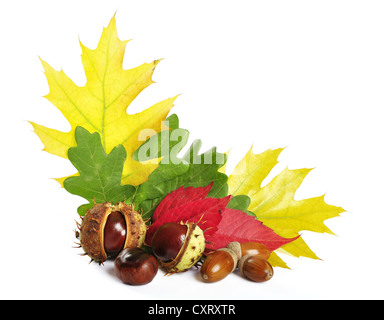 buntes Herbstlaub mit Eicheln und Kastanien auf weißem Hintergrund mit Beschneidungspfad Stockfoto
