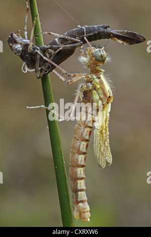 Große rote Damselfly (Pyrrhosoma Nymphula), gerade geschlüpft, Hessen, Deutschland, Europa Stockfoto