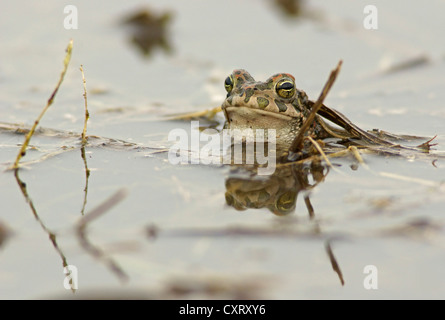 Europäische grüne Kröte (Bufo Viridis), Bulgarien, Europa Stockfoto