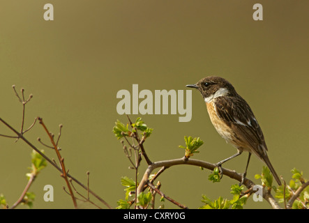 Afrikanische Schwarzkehlchen (Saxicola Torquata), Bulgaria, Bulgarien, Nordeuropa Stockfoto