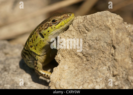 Balkan Mauereidechse (Podarcis Tauricus, Podarcis Taurica), Bulgaria, Bulgarien, Nordeuropa Stockfoto