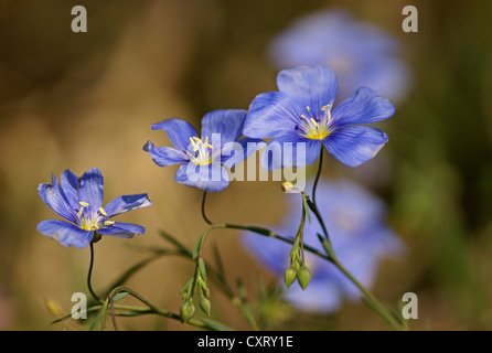 Gemeinsamen Leinsamen, Leinöl (Linum Usitatissimum), Bulgaria, Bulgarien, Nordeuropa Stockfoto