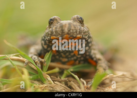 Europäische Feuer-bellied Toad (Geburtshelferkröte Geburtshelferkröte), Bulgaria, Bulgarien, Nordeuropa Stockfoto