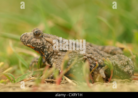 Europäische Feuer-bellied Toad (Geburtshelferkröte Geburtshelferkröte), Bulgaria, Bulgarien, Nordeuropa Stockfoto