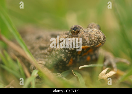 Europäische Feuer-bellied Toad (Geburtshelferkröte Geburtshelferkröte), Bulgaria, Bulgarien, Nordeuropa Stockfoto