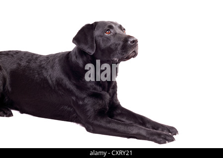 Ein junger schwarzer Labrador auf weiß Stockfoto