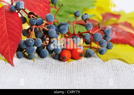 buntes Herbstlaub und wilden Trauben closeup Stockfoto
