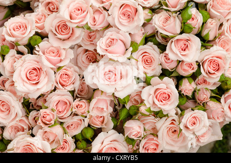 Strauß Rosen, rosa, auf dem Wochenmarkt in Freiburg Im Breisgau, Baden-Württemberg, Deutschland, Europa Stockfoto