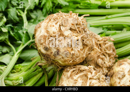 Erntefrisch Knollensellerie (auch) auf dem Wochenmarkt in Freiburg Im Breisgau, Baden-Württemberg, Deutschland, Europa Stockfoto