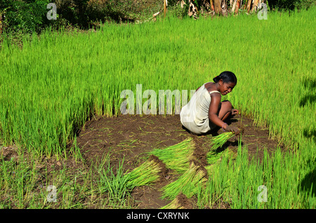 Landwirt Pflanzen Reis Sämlinge, Ampijoroa, westlichen Madagaskar, Afrika Stockfoto