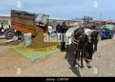 Muslimischen Mann, Uyghur mit einer Kappe Laden seine Eselskarren mit Säcken von Gülle, Dünger, Uyghur Viehmarkt, Sonntagsmarkt Stockfoto