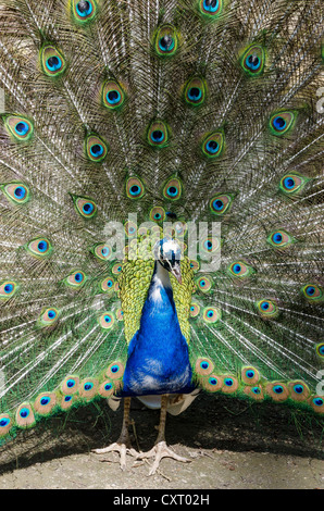 Anzeigen von Pfau, indischen Pfauen (Pavo Cristatus Mut. pied), Männlich, Deutschland, Europa Stockfoto