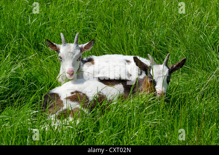 Zwei junge Hausziegen mit Kind (Capra Aegagrus Hircus), liegen auf einer Wiese, Deutschland, Europa Stockfoto