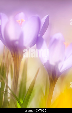 Lila Feder Krokus (Crocus Vernus) mit einer offenen Blume, Baden-Württemberg, Deutschland, Europa Stockfoto