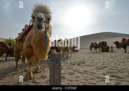 Kamele warten auf die nächste Kamel-Karawane mit Touristen vor den Sanddünen der Wüste Gobi Mondsichelsee und Mount Stockfoto