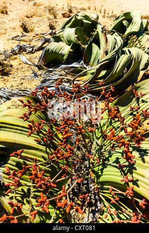 Welwitschia (Welwitschia Mirabilis), männliche Pflanze, Khan Fluss, Namib Naukluft Park, Namibia, Afrika Stockfoto