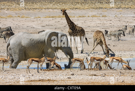 Afrikanischer Elefant (Loxodonta Africana), Gemsbock oder Oryx (Oryx Gazella), Giraffen (Giraffa Plancius), Springböcke Stockfoto