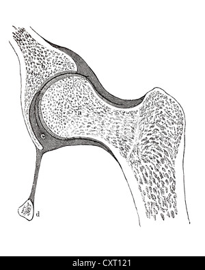 Menschliche Hüftgelenk, anatomische Abbildung Stockfoto