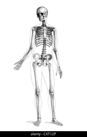 Menschliches Skelett, anatomische Abbildung Stockfoto