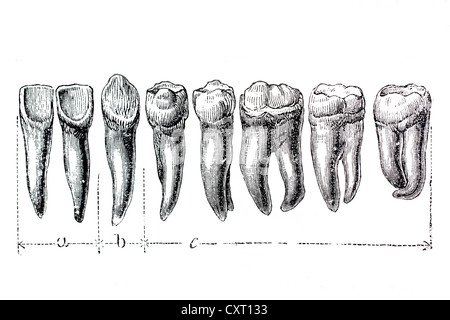 Menschliche Zähne, anatomische Abbildung Stockfoto