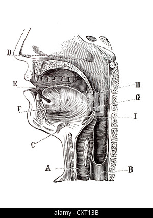 Längsschnitt eines menschlichen Kopfes, anatomische Abbildung Stockfoto