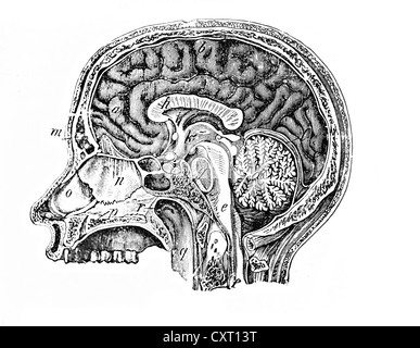 Längsschnitt eines menschlichen Kopfes, anatomische Abbildung Stockfoto