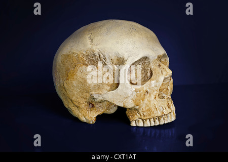 Menschlicher Schädel, Homo sapiens Stockfoto