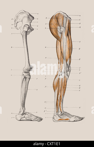 Skelett ein menschliches Bein, anatomische Abbildung Stockfoto