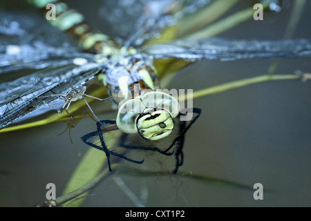 Westliche Clubtail (Befestigung Pulchellus) und Wasser Strider (Gerridae), Österreich, Europa Stockfoto