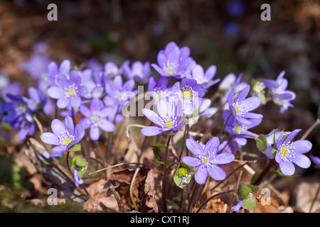 Anemone Hepatica oder Lebermoos (Hepatica Nobilis, Anemone Hepatica), Österreich, Europa Stockfoto