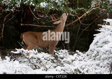 Schwarz - Tailed Hirsche (Odocoileus Hemionus Columbianus) Buck ernähren sich von Arbutus Blätter in den Schnee in Nanaimo, BC, Kanada Stockfoto