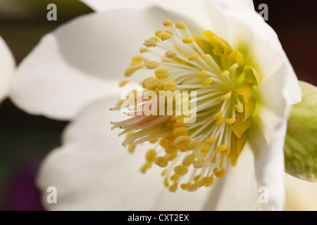 Christrose oder schwarze Nieswurz (Helleborus Niger), Garten Pflanzen, Bayern, Deutschland, Europa Stockfoto