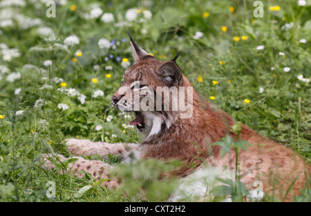 Eurasischer Luchs oder nördlichen Luchs (Lynx Lynx), Cumberland Wildpark Grünau, Region Salzkammergut, Oberösterreich, Österreich Stockfoto