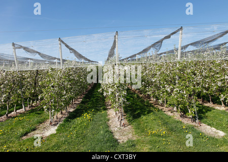 Apfelplantage, Apfelblüte, Puch bei Weiz, Mt Kulm auf Rückseite, Syrien, Österreich, Europa, PublicGround Stockfoto