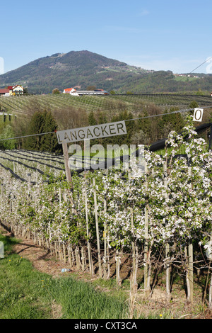 Apfelblüte in einer Apfelplantage, Puch bei Weiz, Mt Kulm auf Rückseite, Syrien, Österreich, Europa, PublicGround Stockfoto