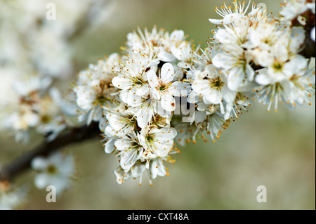 Blackthorn oder Schlehe (Prunus Spinosa), Blüten, Augsburg, Schwaben, Bayern, Deutschland, Europa Stockfoto