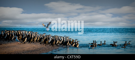 A strömen von Kormoranen Überschrift aus dem blauen Ozean Wasser bei Sonnenaufgang. Möwen fliegen über Stockfoto