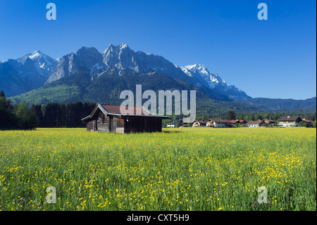 Frühlingswiese mit Mt Zugspitze in der Nähe von Grainau, Bayerische Alpen, Upper Bavaria, Bayern, Deutschland, Europa Stockfoto