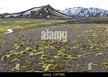 Fetzen von Moos bedeckt die Lava-Oberflächen auf einem Hochplateau im Fjallabak Naturschutzgebiet, Highlands, Island, Europa Stockfoto