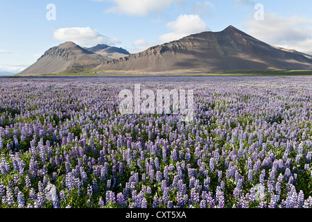 Offene Felder voller blühender Nootka Lupine (Lupinus Nootkatensis) vor der Lava-Gebirge in der Nähe von Akranes Stockfoto