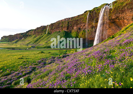 Wasserfall Seljalandsfoss mit einer Wiese voller blühender Storchschnabel (Geranium SP.), im Süden von Island, Europa Stockfoto