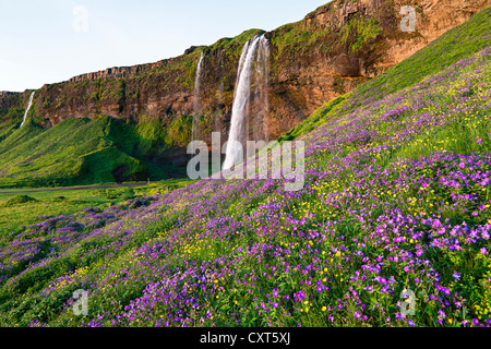 Wasserfall Seljalandsfoss mit einer Wiese voller blühender Storchschnabel (Geranium SP.), im Süden von Island, Europa Stockfoto