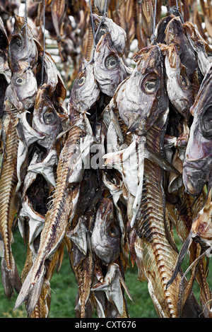 Getrockneter Fisch auf Holzgestellen in der Nähe von Hafnarfjordur, Island, Europa Stockfoto