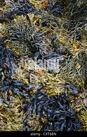 Algen und Seetang am Ufer des Fjords auf der Halbinsel Snæfellsnes, Island, Europa Stockfoto