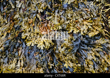 Algen und Seetang am Ufer des Fjords auf der Halbinsel Snæfellsnes, Island, Europa Stockfoto